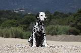 DALMATIEN 258